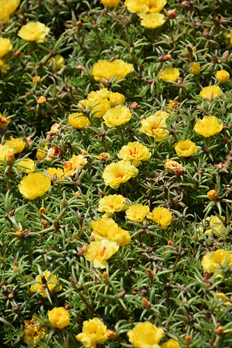 Happy Hour Banana Portulaca 3.jpg