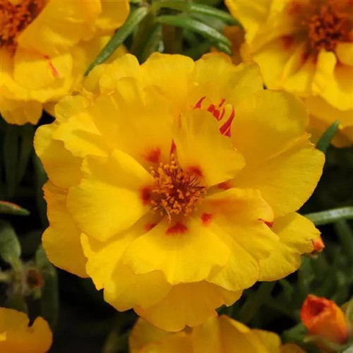 Happy Hour Banana Portulaca.jpg