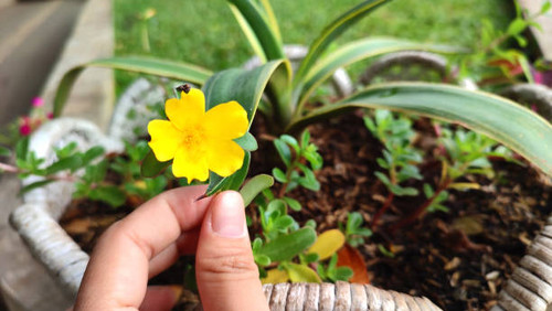 natural background of very beautiful yellow flower.jpg