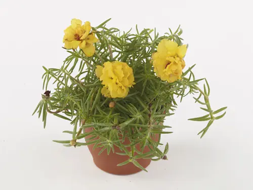 Happy Hour Banana Portulaca 4.webp