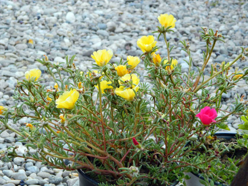 Moss-rose flowers in the garden.jpg