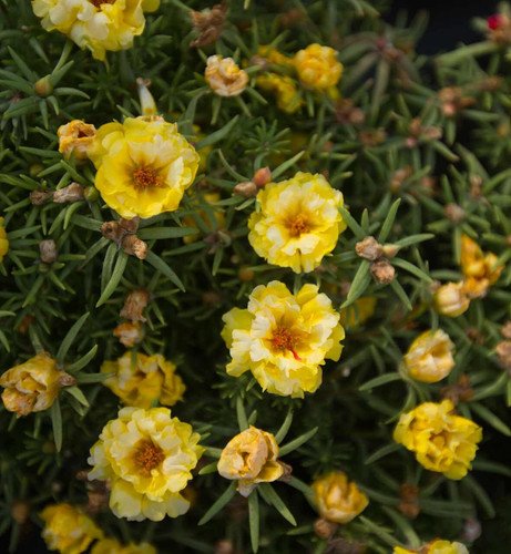 Happy Hour Banana Portulaca 5.jpg