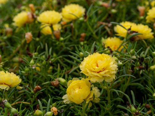 Beautiful flowers in the garden close up..jpg