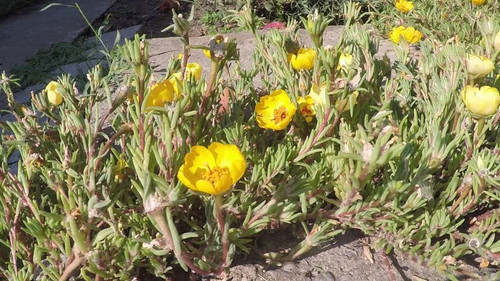 Yellow Porslane (Portulaca Grandiflora) flowers are opening. The time it took in real life was ten m.jpg
