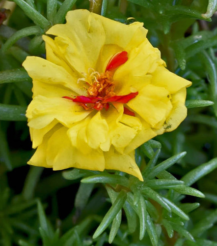 This variety of Portulaca Grandiflora is producing nice bright yellow flowers. The leaves are equall.jpg