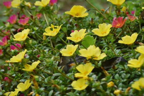 Beautiful flowers, photographed at the family farm in Campo Alegre, Santa Catarina, Brazil..jpg