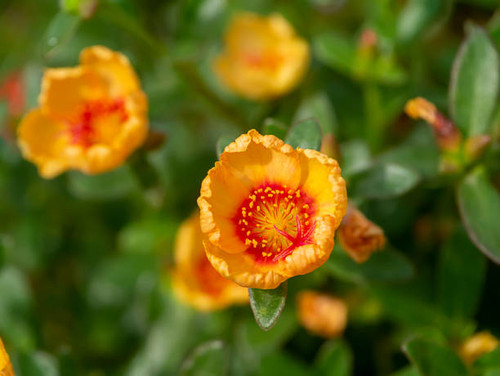 Close up of Portulaca flower with blur background. (Scientific name Portulaca oleracea)..jpg