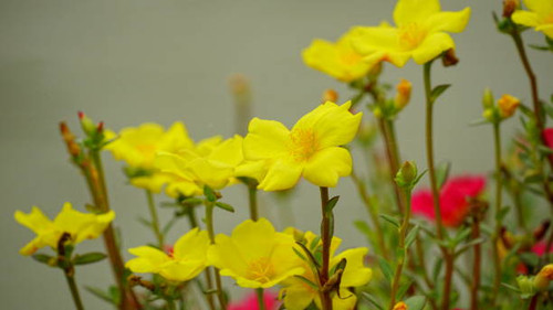 Close-up of Portulaca grandiflora blooming flower.jpg