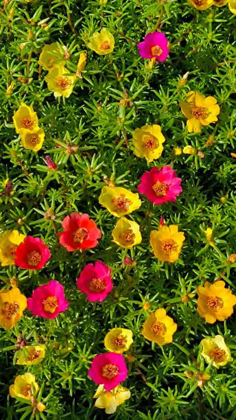 moss roses in blossom close up.jpg