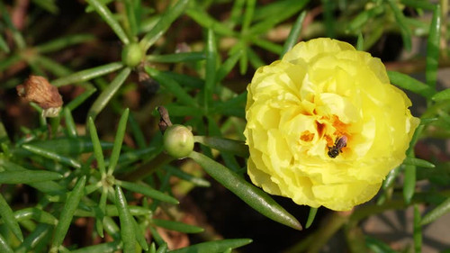 bees on the Yellow color 10 o clock flower Portulaca grandiflora moss rose and eating honey.jpg