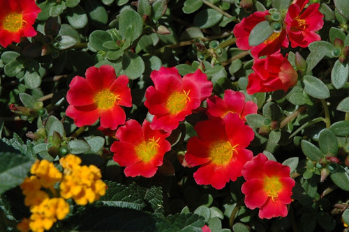 Rio Grande Scarlet Portulaca.jpg