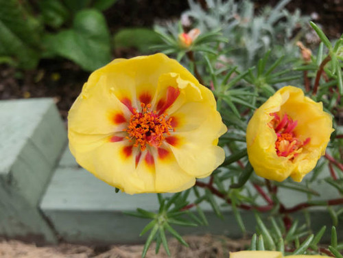 Giving vitality early in the morning..jpg