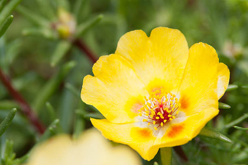 Yellow portulaca grandiflora.jpg