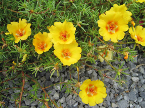 Yellow moss-rose purslane (Portulaca grandiflora) flower pictures.jpg