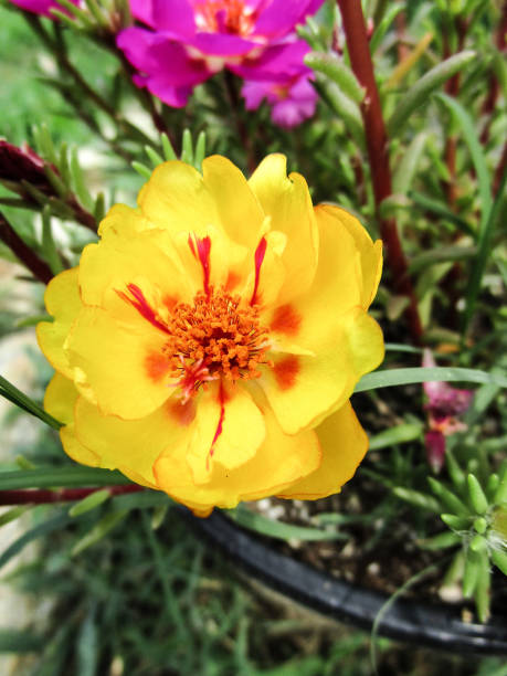 A yellow bloom from a pot of Rose Moss.jpg