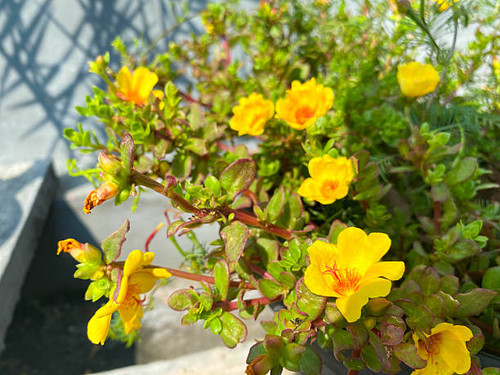 yellow purslane flowers, which are blooming beautifully on lush stems.jpg