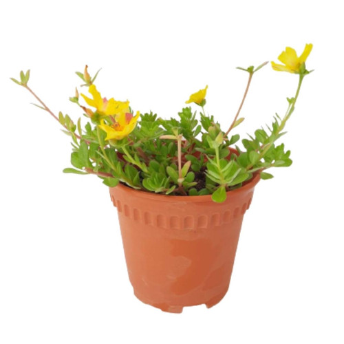 79 1 Portulacaoleraceacultivar Yellow Portulaca 0 2m 2 jpg.jpg