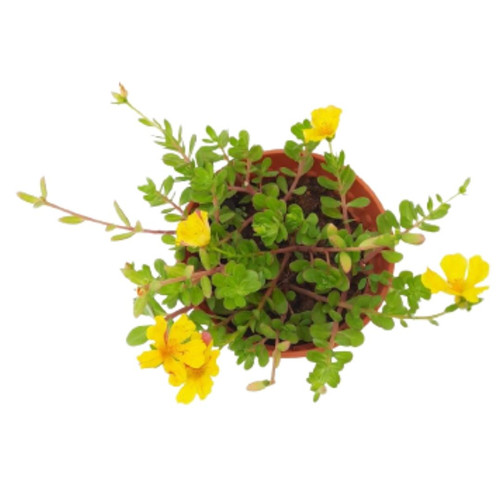 78 1 Portulacaoleraceacultivar Yellow Portulaca 0 2m 3 jpg.jpg