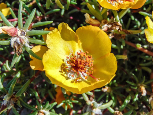 yellow Shrubby purslane flowers. Portulaca suffrutescens.jpg