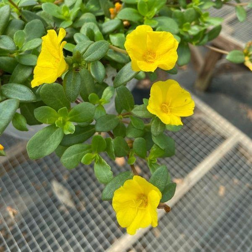 80 portulaca yellow 28110987821098 1200x1200 jpg.jpg
