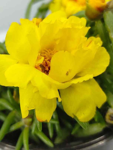 81 5 Portulaca Yellow Portulacagrandiflora2 jpg.jpg