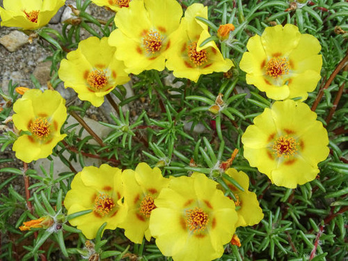 Yellow Shrubby purslane flowers in the summer.jpg