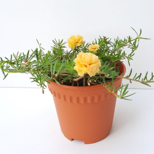 82 131 Portulacagrandiflora yellow Japanese Rose 1 jpg.jpg