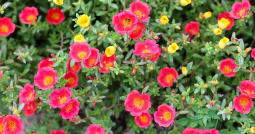 86 portulakroeschen jpg.jpg