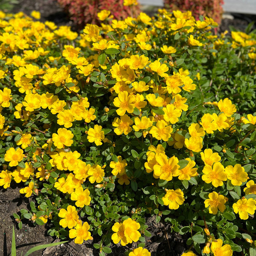 84 portulaca mojave yellow purslane pw pormy 03 jpg.jpg