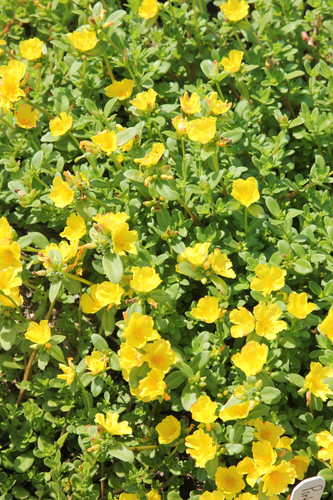 95 Moss Rose Sundance Yellow jpg.jpg