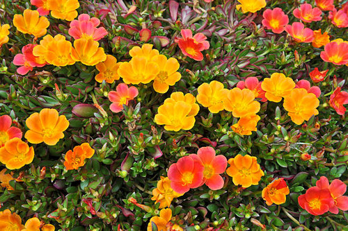 Flowerbed with vibrant summer flowers..jpg