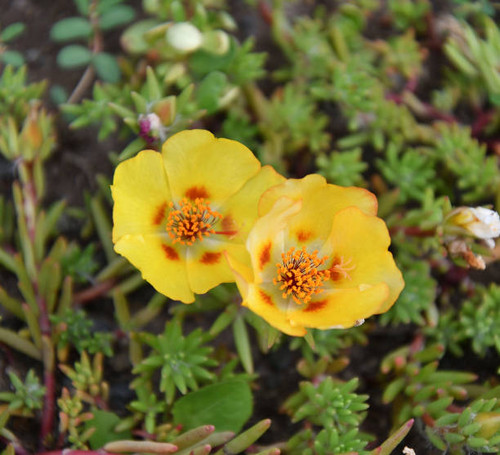Colorful portulak flowers bloom in summer garden in the daytime.jpg