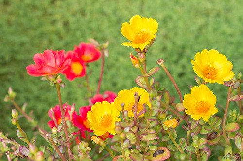 Common purslane flower in potted and green grass background..jpg