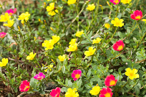 Flower Flowering Purslane, Pussley beautiful colors in the morning..jpg