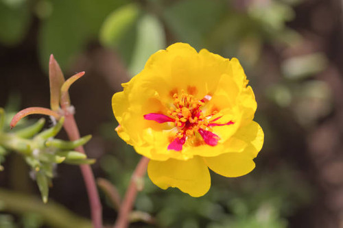 Close up of Portulaca Flower in full bloom..jpg