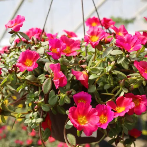 portulaca fuchsia 1038766142.webp