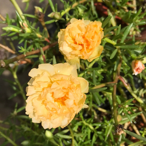 87 D47 BE8 CD 93 C9 4480 A932 674 A46 DE5 A37 jpg.jpg