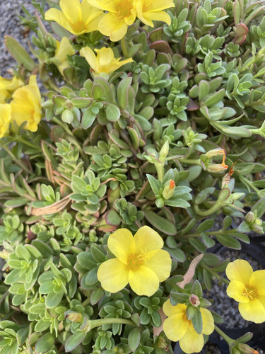 90 Portulaca Hot Shots Yellow jpg.jpg