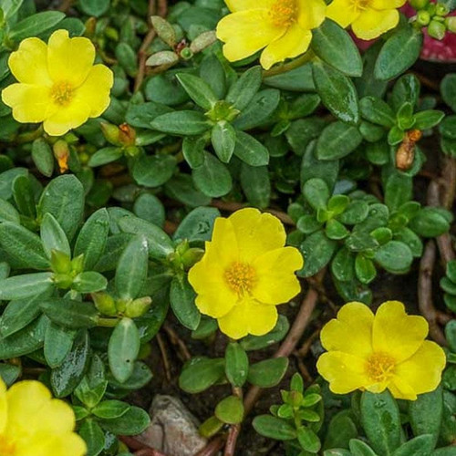 92 Portulaca Yellow Palmers jpg.jpg