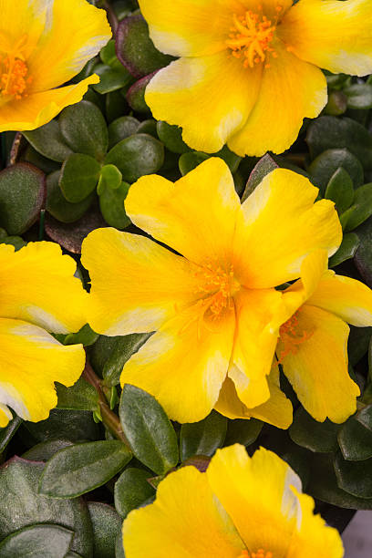 Portuaca ColorBlast Lemon Twist.jpg