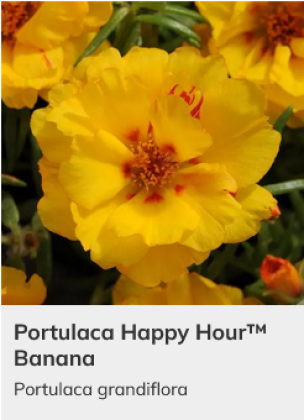 P3 Ct EQek6518480cba21a 1696090124 420x420.png