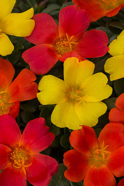 Portulaca ColorBlast Tangerine.jpg