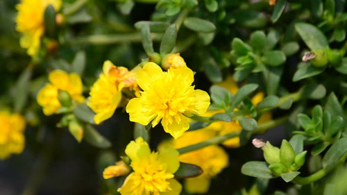Portulaca flower in the widn.jpg