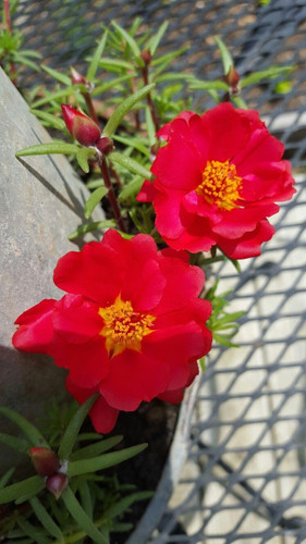 6137WvnpY L. SL1308 .jpg