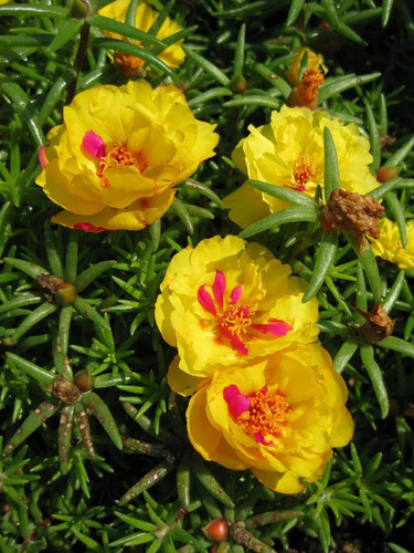 PORTULACAHAPPYHOURbanana.jpg