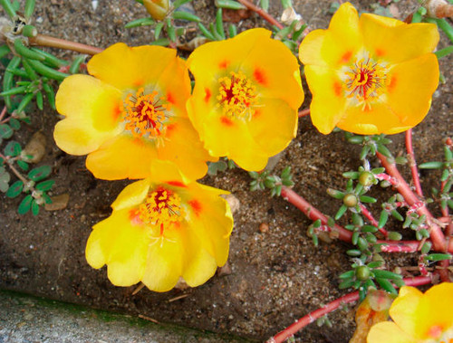 Portulaca grandiflora in bloom.jpg