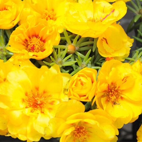 Portulaca Happy Hour Banana.jpg