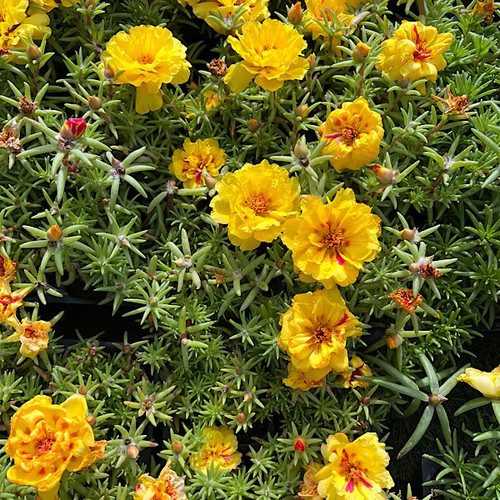 Portulaca happy hour banana 6.jpg