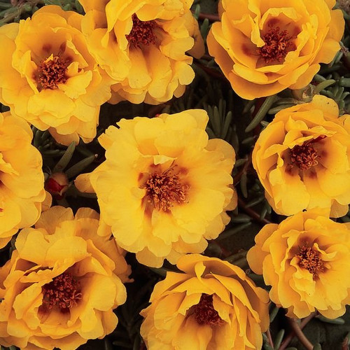 93 407 portulaca tequila yellow jpg.jpg