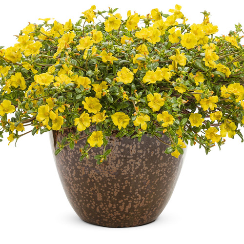 94 portulaca mojave yellow purslane pw pormy 02 jpg.jpg
